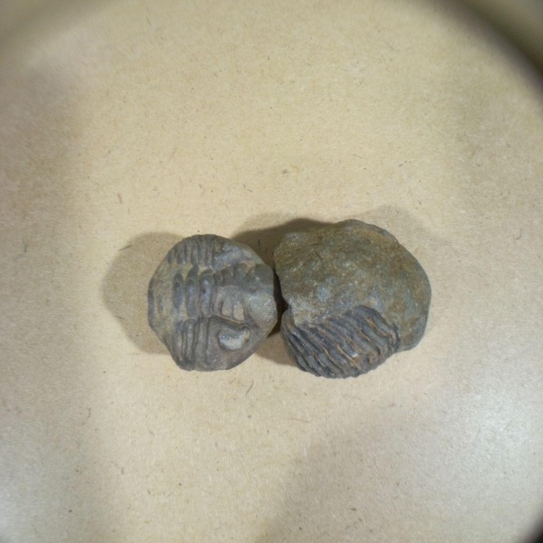 三葉虫　化石　fossil　ボリビア産　レア　Fossil判別⑥