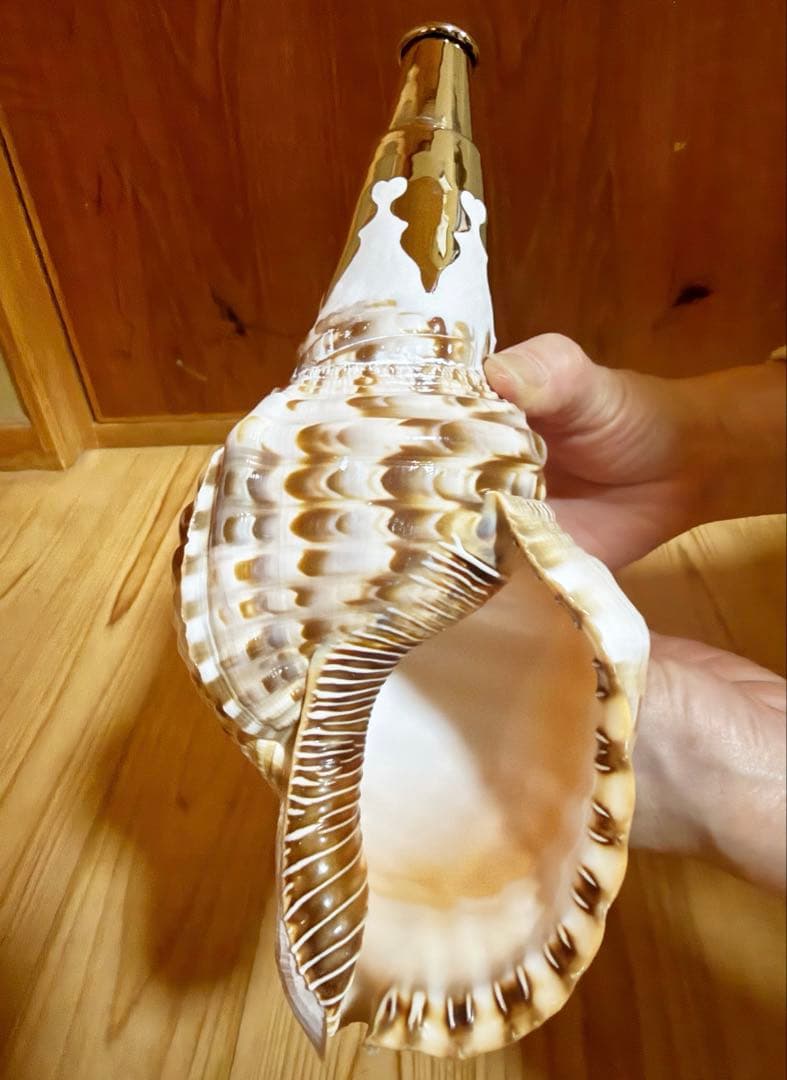 希少セイヨウ法螺貝　山伏　密教　魔除け熊よけホラガイ　ほら貝