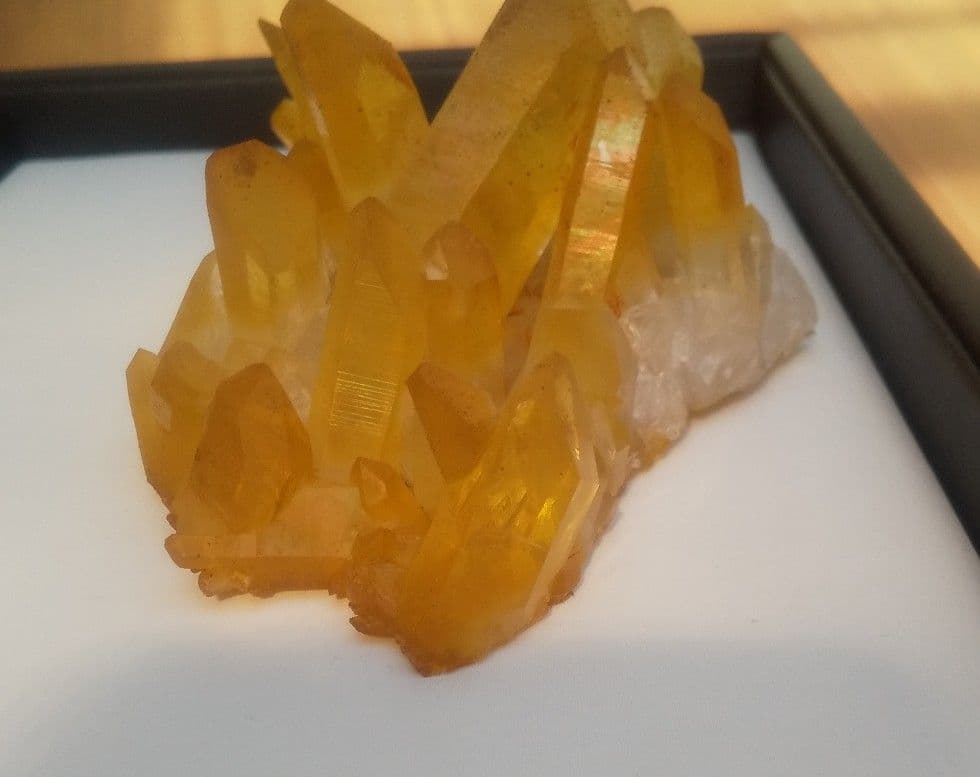 希少 クラスター ゴールデンヒーラー　上質！