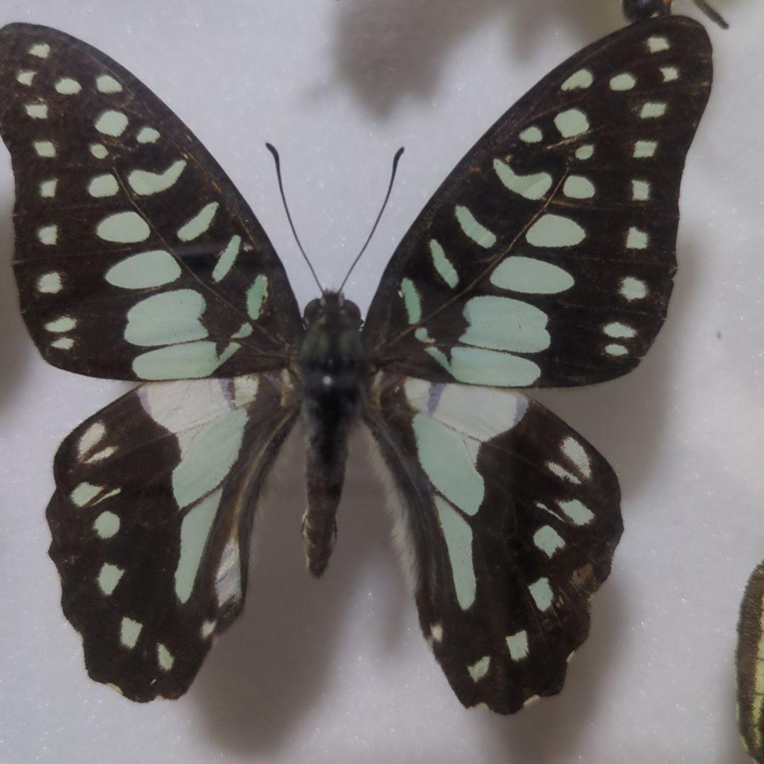 お値下げ！昆虫標本