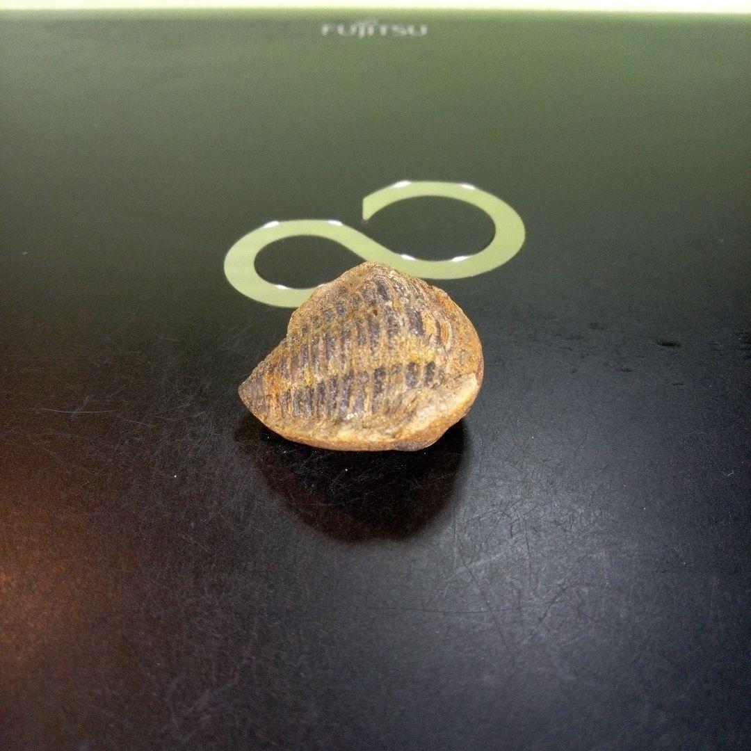 三葉虫　化石　fossil　ボリビア産　trilobite　南アメリカ化石郡④