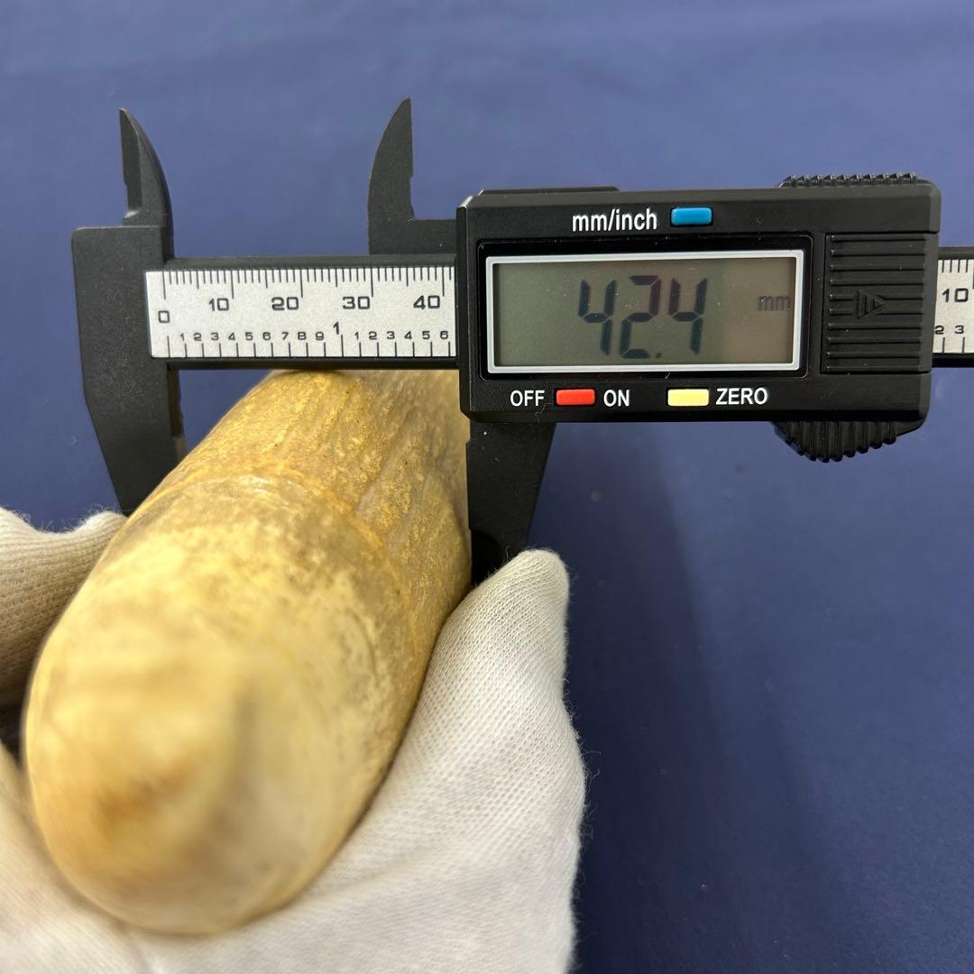 鯨の歯 牙 マッコウクジラ 重量378.1g レア 希少 大きめ 重め キバ