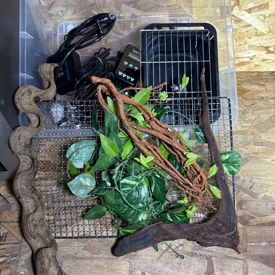 カメレオン、爬虫類飼育用ショーケース