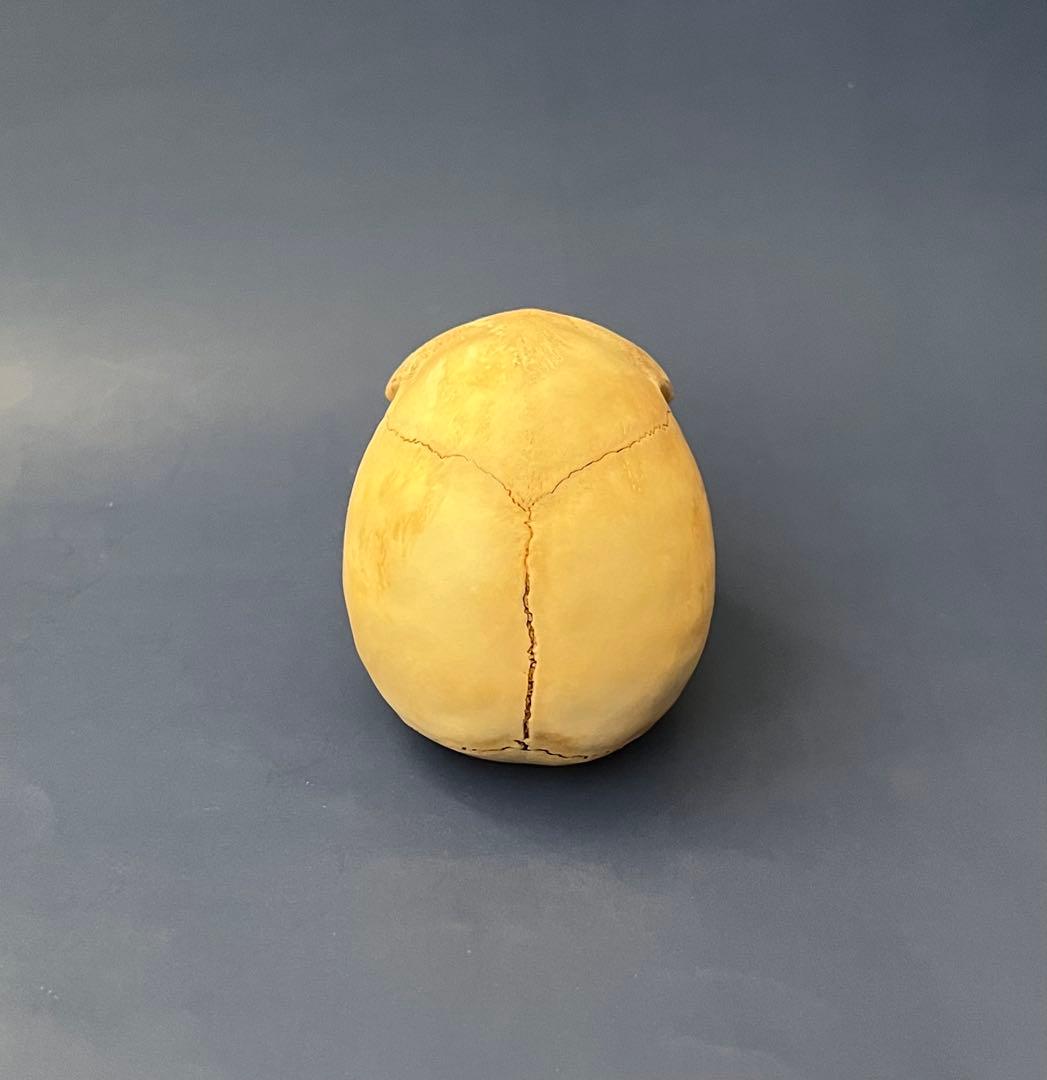 猿の頭蓋骨　骨格標本