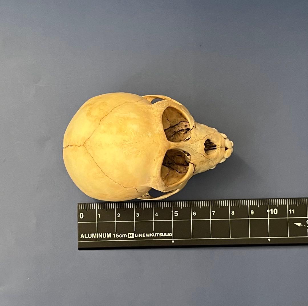 猿の頭蓋骨　骨格標本