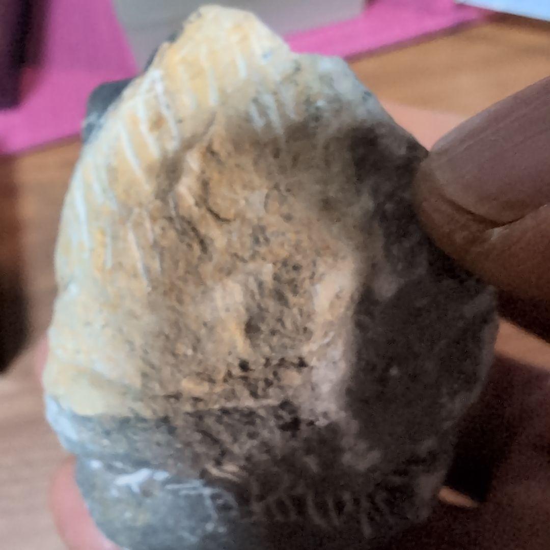 本物　デボン紀中期　三葉虫綱目　メタカンシナSP　化石　モロッコ