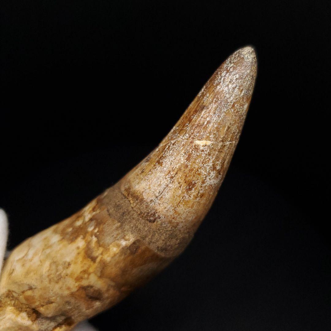 古代 ワニ エロスクス 歯 本物 化石 モロッコ産 86.96mm fr141
