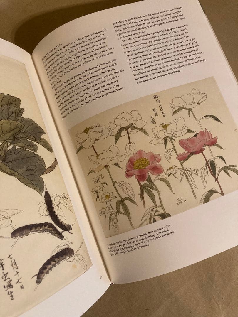 Botanical Sketchbooks 植物　スケッチ　絵画　洋書