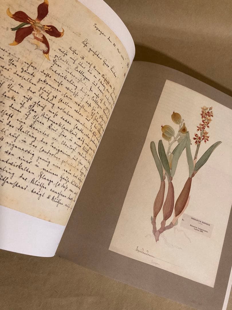 Botanical Sketchbooks 植物　スケッチ　絵画　洋書