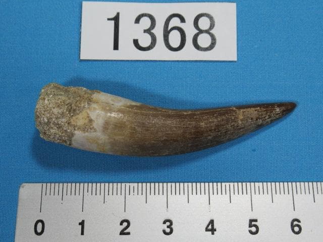 プレシオサウルスの歯　62ｍｍ　恐竜　No.1368