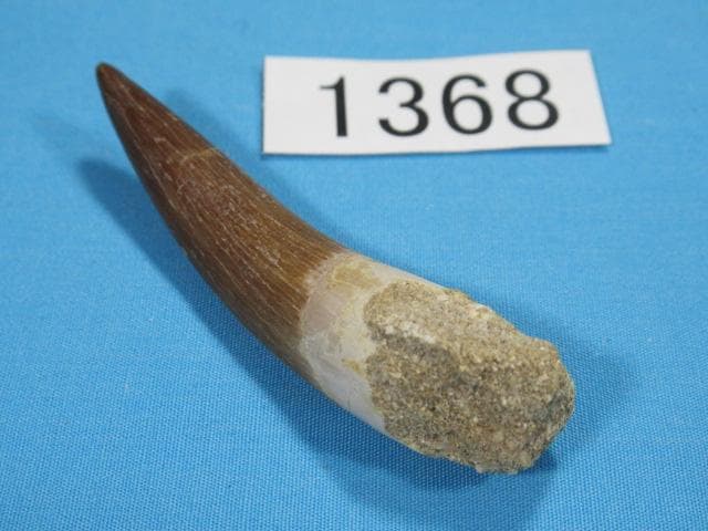 プレシオサウルスの歯　62ｍｍ　恐竜　No.1368