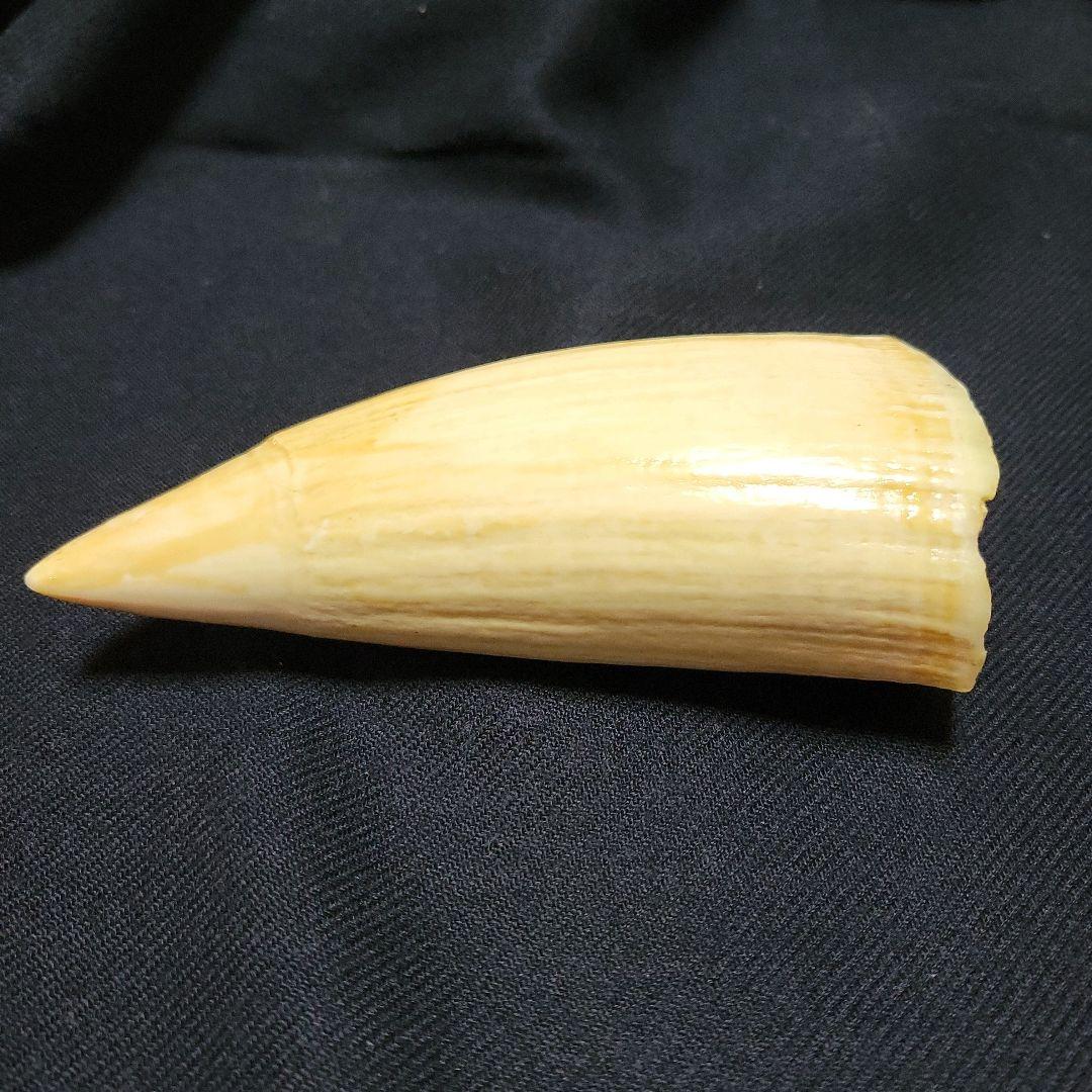 ☆　マッコウクジラ　鯨牙292.6g天然素材　印材　鯨牙　鯨歯