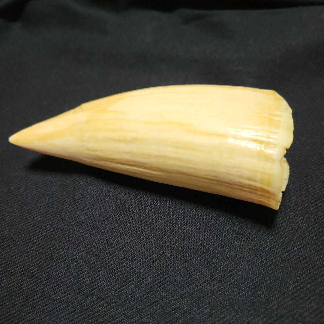 ☆　マッコウクジラ　鯨牙292.6g天然素材　印材　鯨牙　鯨歯