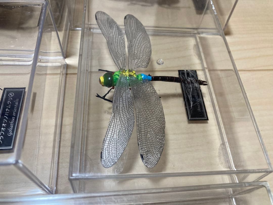 ディアゴスティーニ世界の昆虫全64種コンプリート　クワガタカブトムシ　フィギュア