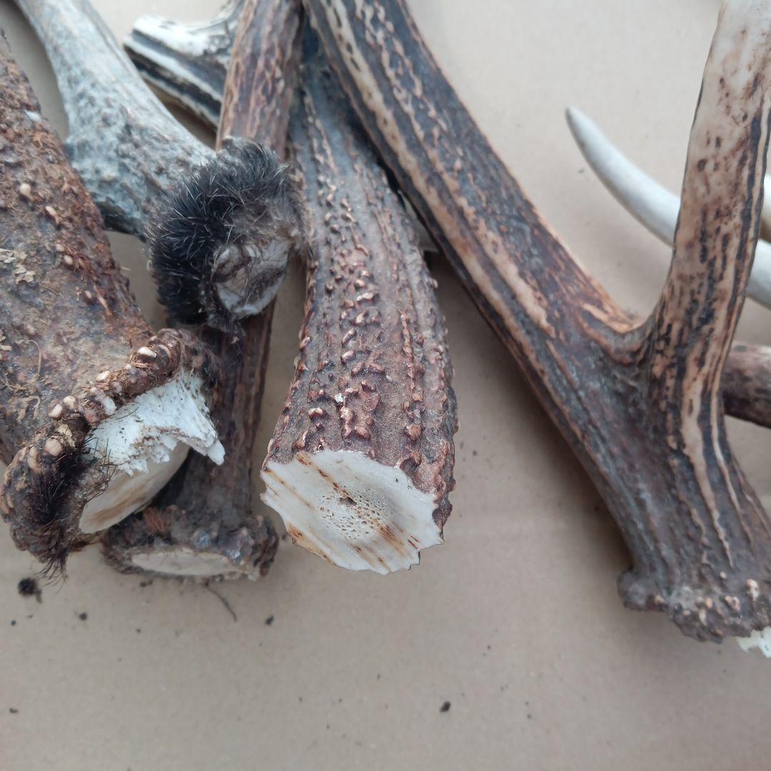 ク*ト様 天然素材、蝦夷鹿の角 犬のおもちゃ、工芸品などに　3番