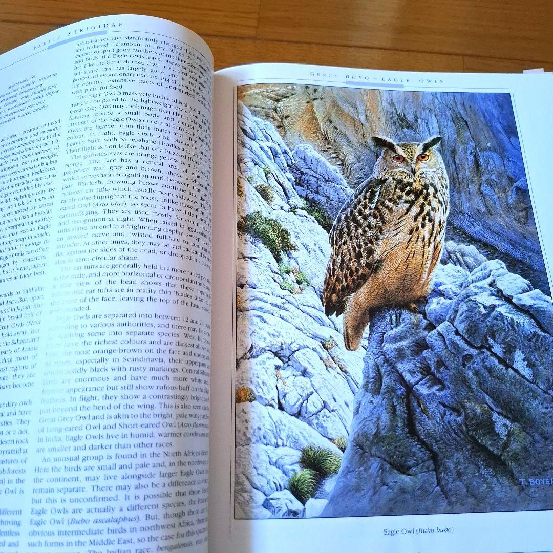 Owls of the World - Rob Hume世界のフクロウ図鑑　洋書