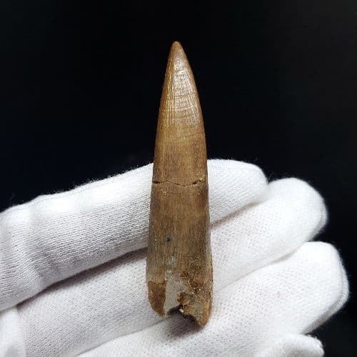 プレシオサウルス 化石 歯 本物 モロッコ産 54.84mm pr69