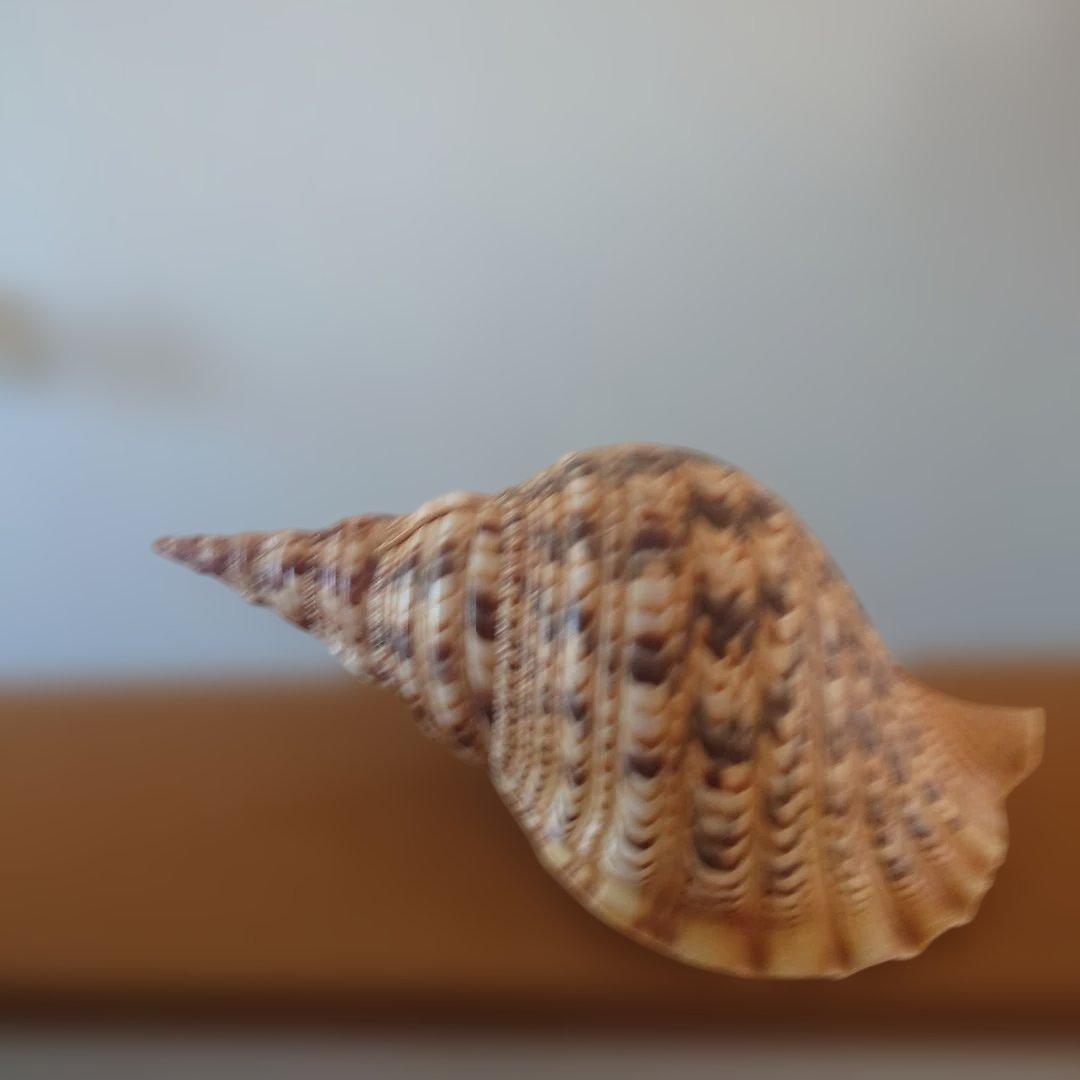 法螺貝 天然 笛 置物 ホラ貝 楽器 ほら貝