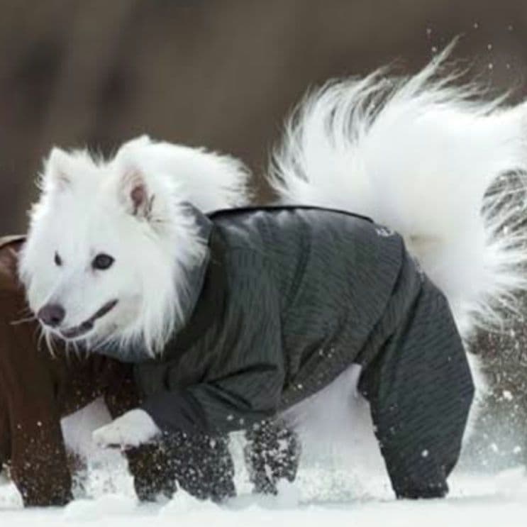 【美品】ALPHAICON　アルファアイコン　ドッグガードエア MLサイズ