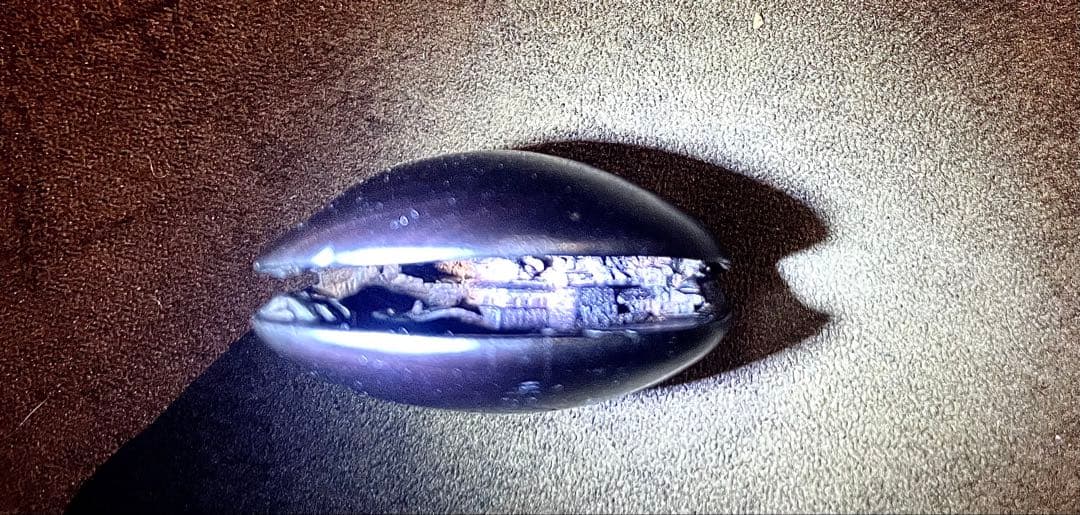 ⚫️新年セール⚫️ 名工 玉光銘 細密彫刻 蛤根付 木製