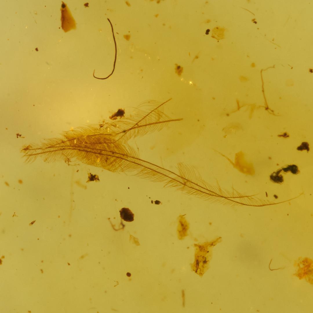 レア極上品 SA0008虫入り琥珀化石　ミャンマーカムティかタナイ9900万年前