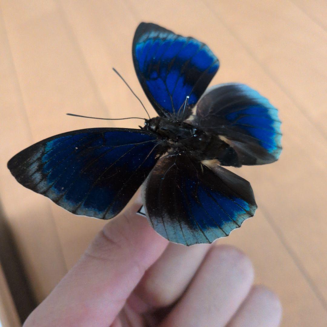 蝶標本 昆虫標本 外国産蝶標本　スチュアルティミイロタテハ　アグリアス