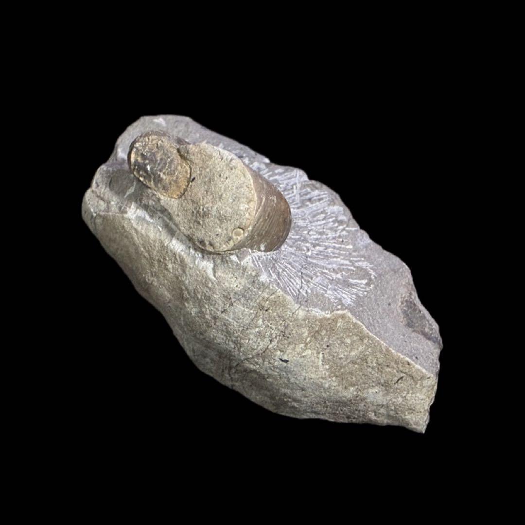 アンモナイト　化石　北海道　夕張