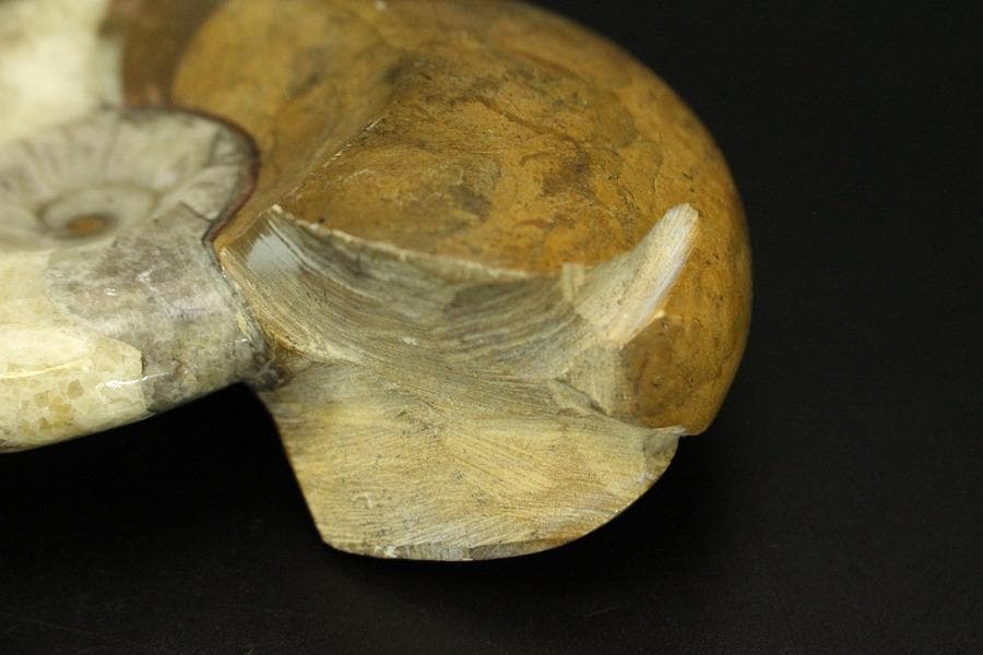 白亜紀 貝 化石 二個 ポポロスカフィテス(ZE492)