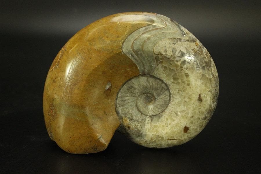 白亜紀 貝 化石 二個 ポポロスカフィテス(ZE492)