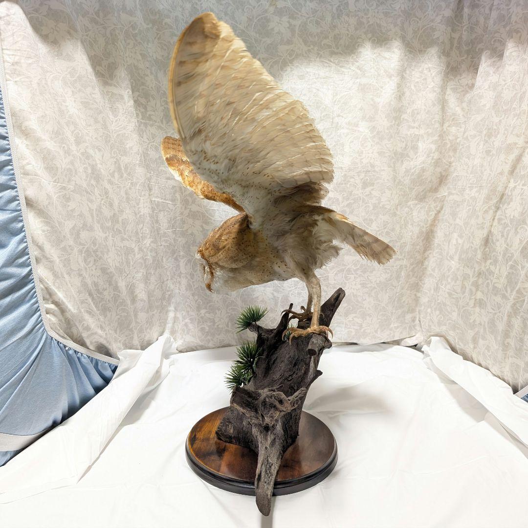 メンフクロウ 剥製