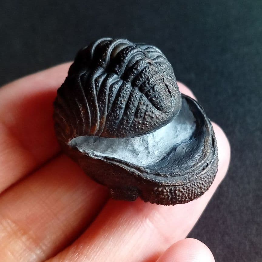 化石　標本　三葉虫　モロコプス　torkozensis