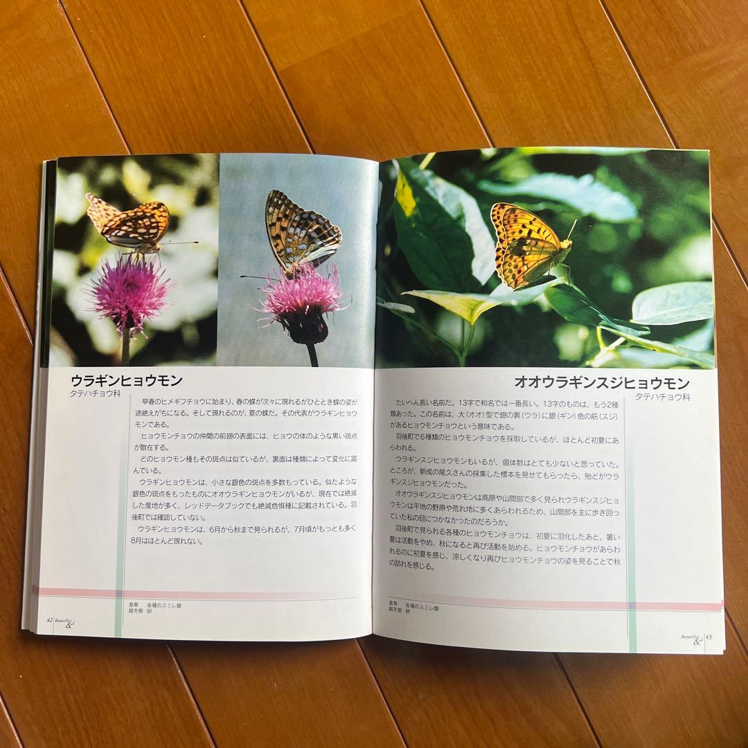 Butterflies & 蝶と私 福嶋信治