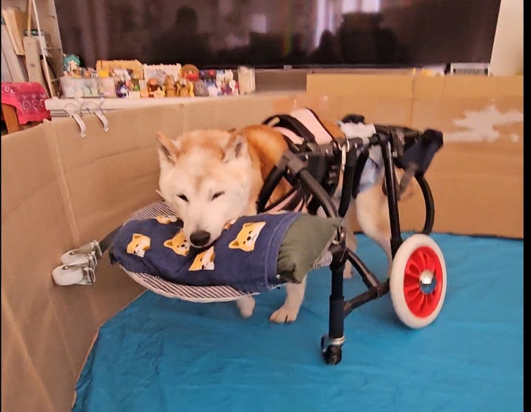 犬用車椅子(柴犬のオーダーメイド)わんうぉーく製品