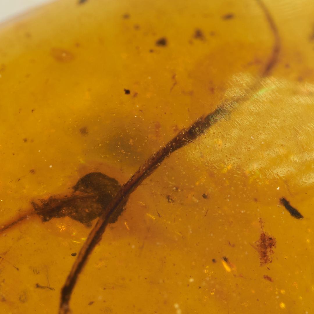 レア極上品 pa0012虫入り琥珀化石　ミャンマーカムティかタナイ9900万年前