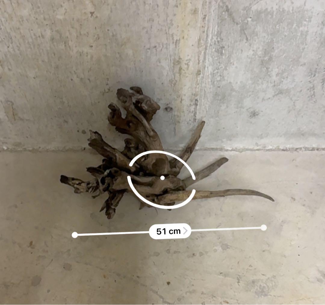 ADA ホーンウッド　流木　アクアリウム　テラリウム