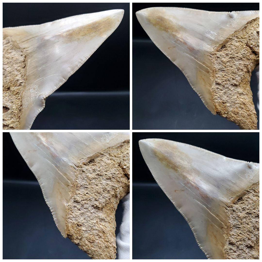 極上 メガロドン 歯 化石 本物 インドネシア 117.24mm mg15