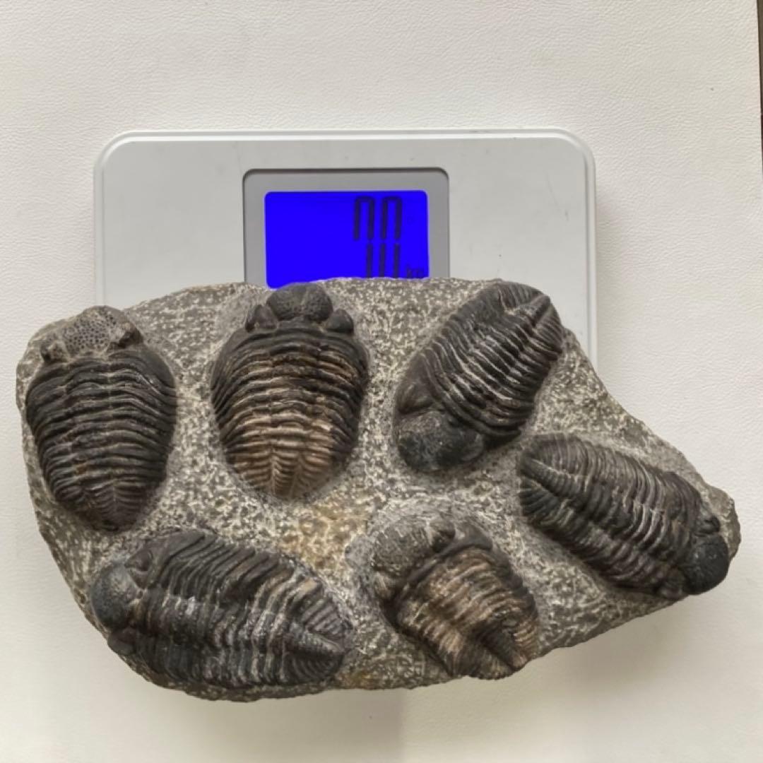 三葉虫 化石 生物 岩石 鑑賞 研究 6体 大型 コレクション レア希少 レトロ