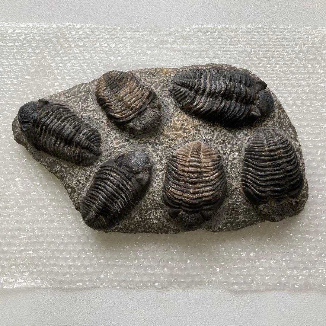 三葉虫 化石 生物 岩石 鑑賞 研究 6体 大型 コレクション レア希少 レトロ