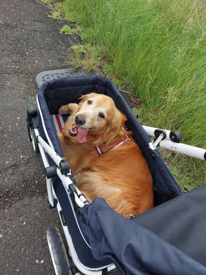 ピッコロカーネ　クレア