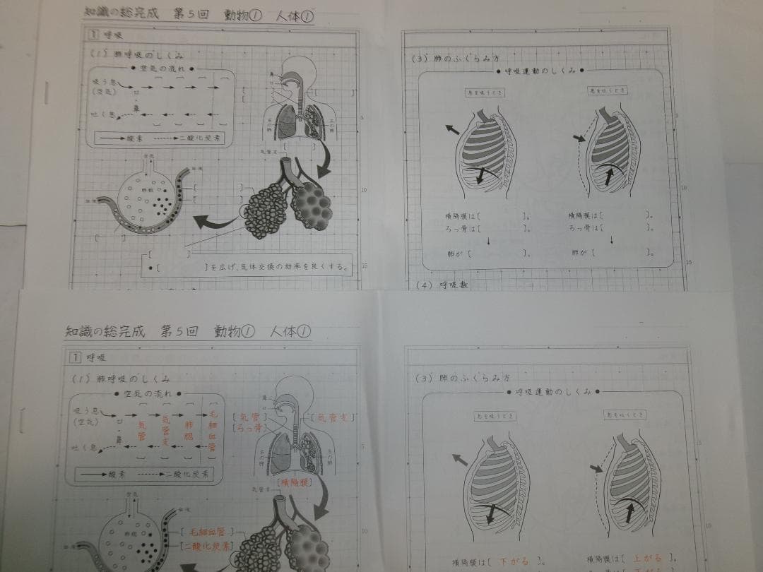 サピックス＊６年＊理科／知識の総完成・全１９回完全版＊赤シート対応／入試直前暗記