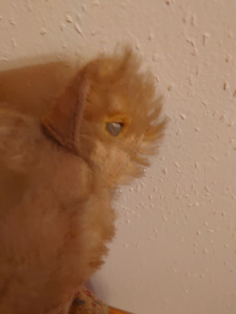 アンティークベア（シュタイフ） Antique Teddybear Steiff