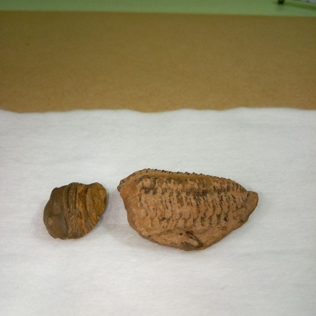 三葉虫　化石　fossil　ボリビア産　レア　Fossil判別②