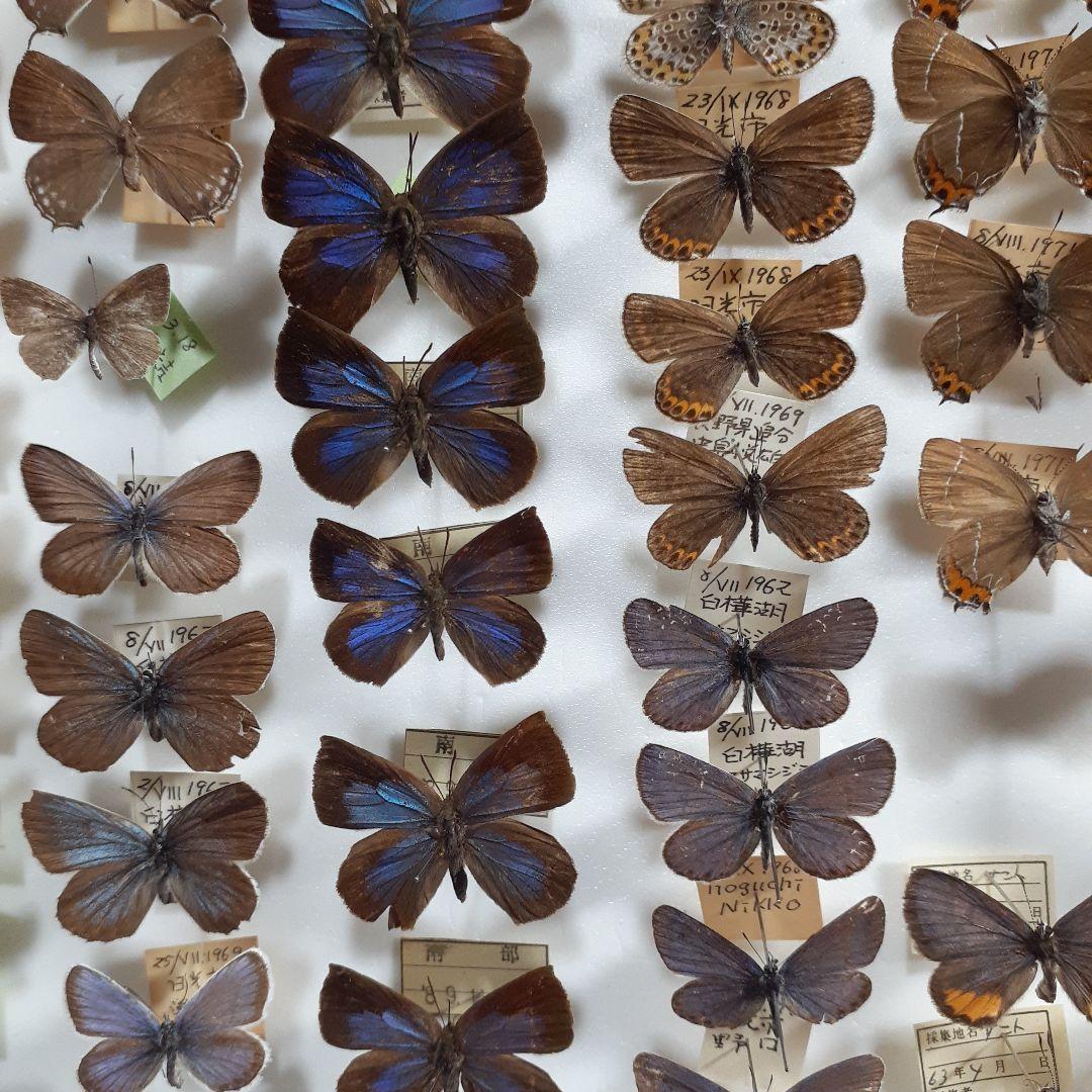 蝶標本　シジミチョウ22種180頭　大型ドイツ標本箱入り