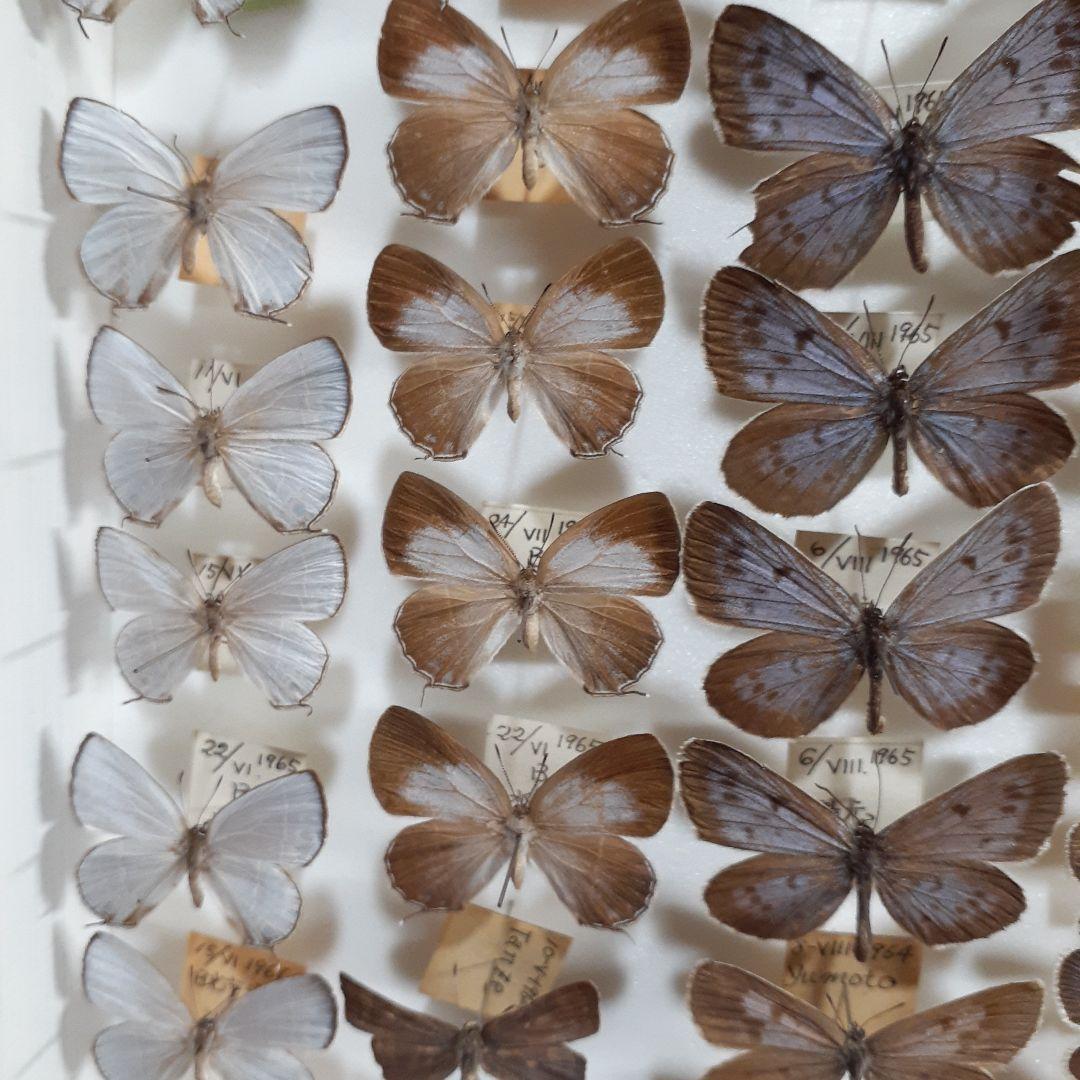 蝶標本　シジミチョウ22種180頭　大型ドイツ標本箱入り