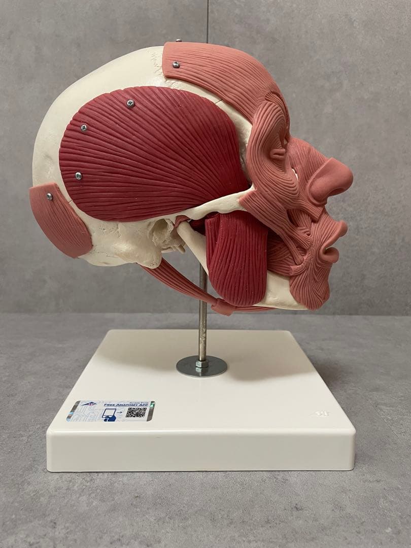 表情筋のつきかたが分かる頭蓋骨模型-3B scientific