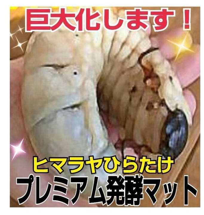 大人気！雑虫がわかない！完全室内製造！極上！プレミアム発酵カブトムシマット　6袋