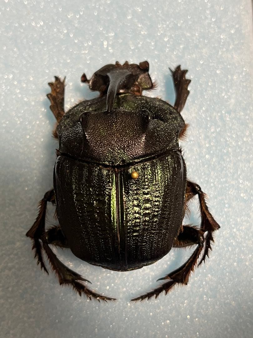 特大51㎜エンシフェルオオニジダイコクコガネ