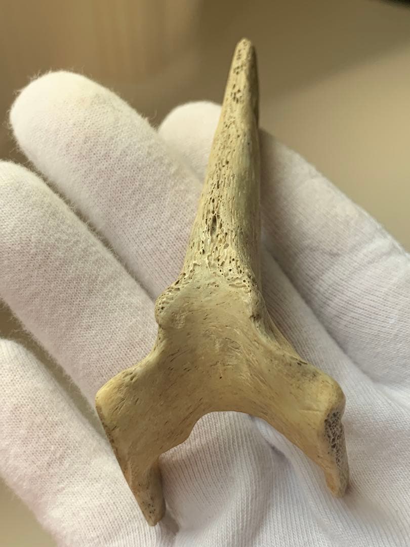 縄文時代　出土　骨角器　骨製首飾り　石器　土器　勾玉　根付　水石　魔除け　弥生