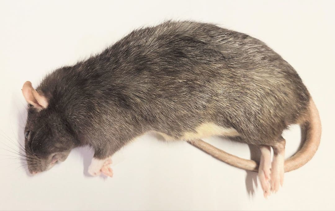 冷凍ラット 300g以上 30匹セット