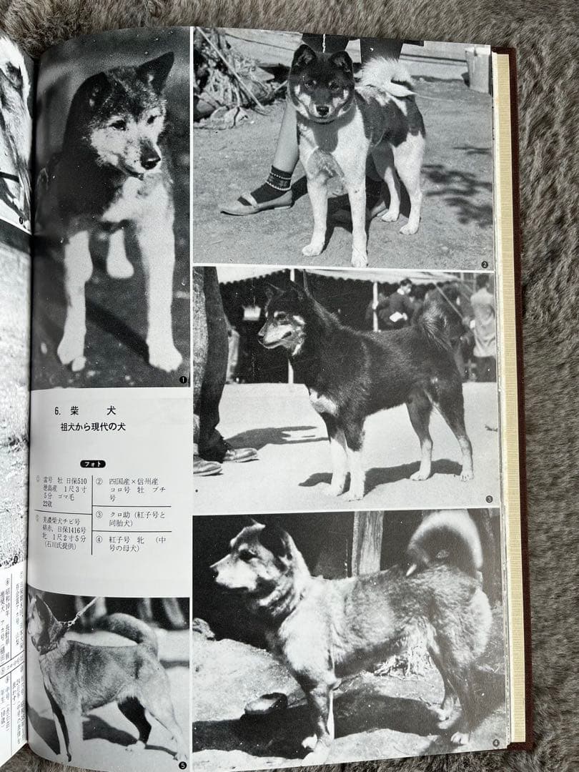 天然記念物　日本犬　（希少学術書）